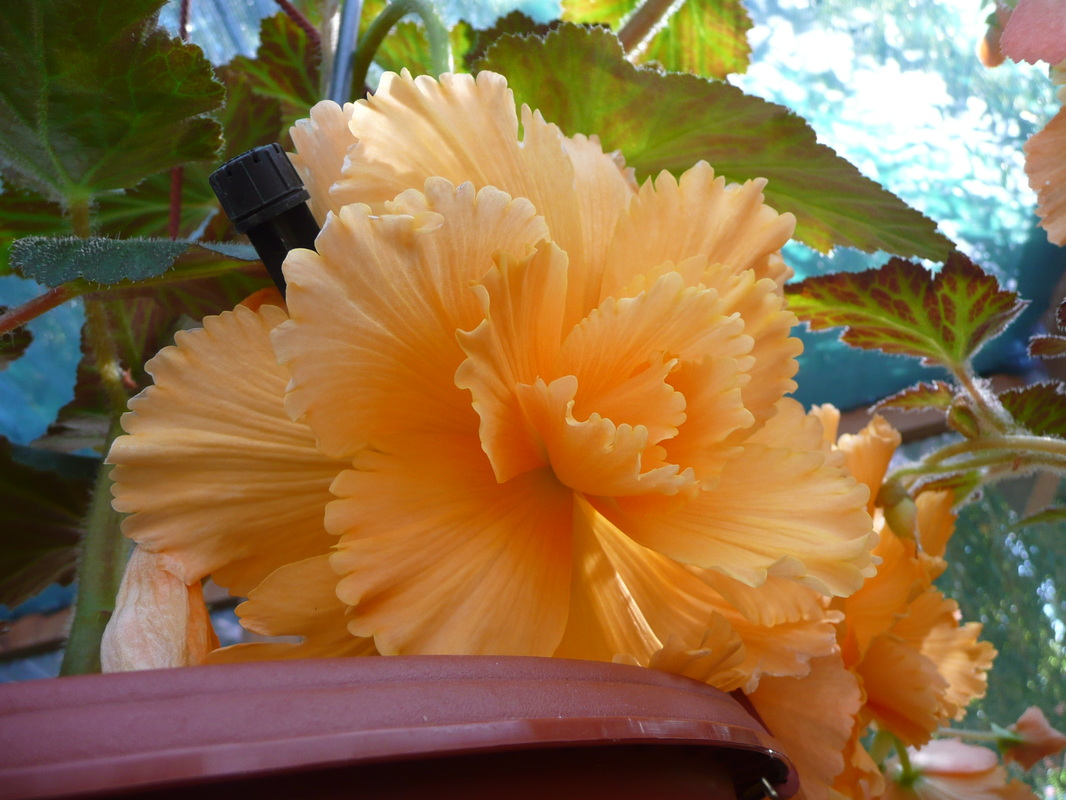 B. ‘Sandra’